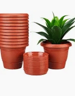 6”pot